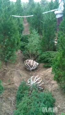 高度280厘米蜀桧