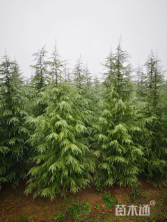 高度1000厘米雪松
