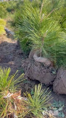 高度50厘米黑松