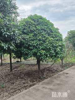 17公分大叶女贞