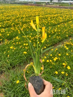 高度10厘米金娃娃萱草