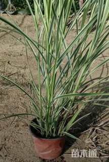 高度20厘米花叶芒