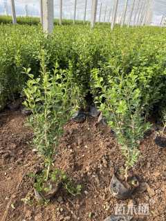 高度40厘米小叶黄杨