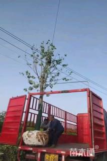 18公分杂交马褂木