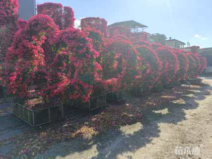 高度200厘米三角梅