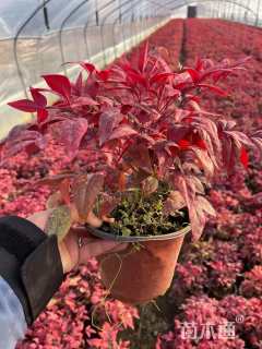 高度40厘米火焰南天竹