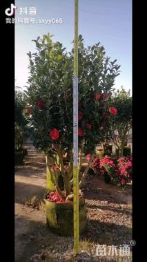 高度250厘米四季茶花