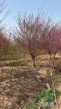 高度400厘米重瓣榆叶梅