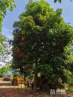 35公分澳洲火焰木