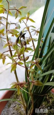 高度100厘米兰花