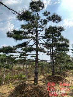 19公分造型油松