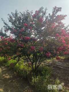 高度400厘米丛生紫薇