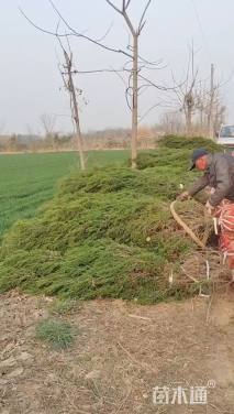 高度150厘米河南桧