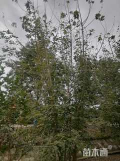 15公分金叶复叶槭