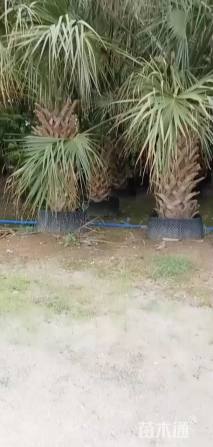 裸干高200厘米沙巴榈