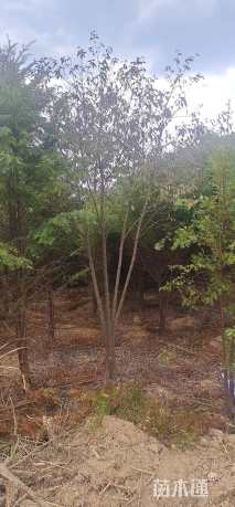 8公分香港四照花