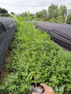 高度30厘米迎春花