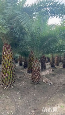 裸干高200厘米银海枣