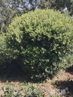 冠幅250厘米瓜子黄杨球