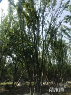 10公分丛生榉树