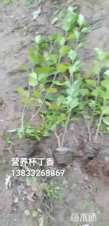 高度100厘米丁香
