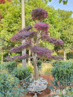 15公分造型红花继木桩