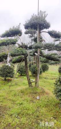 移栽苗造型罗汉松