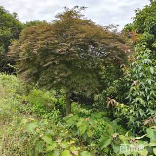 高度300厘米羽毛枫