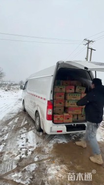 高度30厘米美女樱