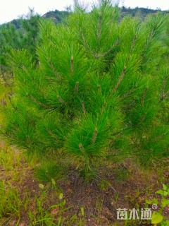 高度400厘米油松
