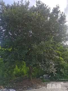 52公分朴树
