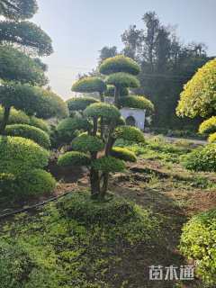 15公分造型亮晶女贞