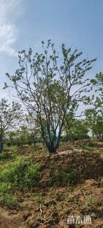 60公分(5杆)丛生乌桕