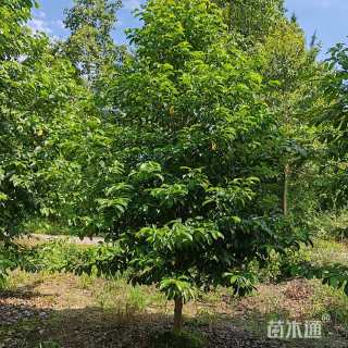 6.5公分乐昌含笑