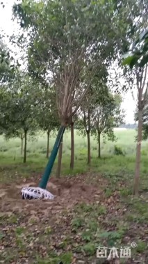 18公分大叶女贞