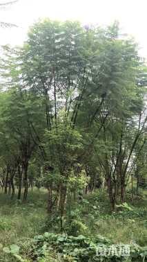 10公分丛生蓝花楹