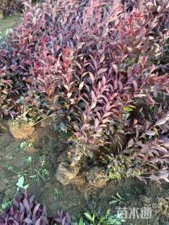 60公分紫叶矮樱