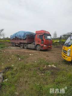 12公分黄山栾树