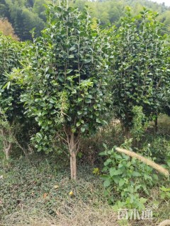 高度200厘米茶花