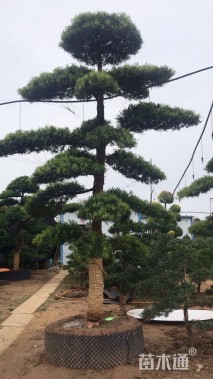 移栽苗造型罗汉松