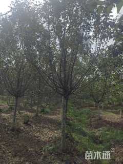 15公分绚丽海棠