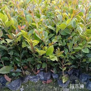 高度35厘米中华蚊母