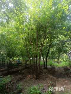 高度600厘米丛生五角枫