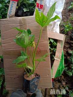 高度20厘米八角金盘