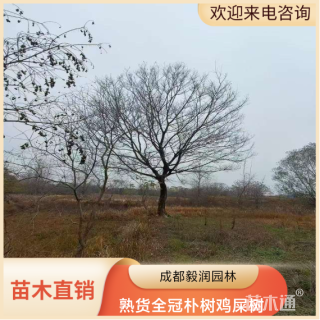 18公分熟货全冠朴树鸡屎树