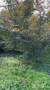 10公分中国红枫