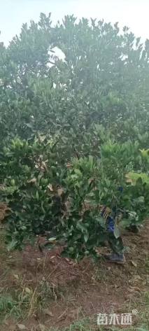 高度650厘米丛生胡柚