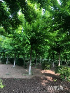 17公分金叶复叶槭