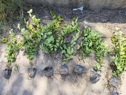 高度40厘米金森女贞