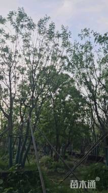 12公分(5杆)丛生黄连木
